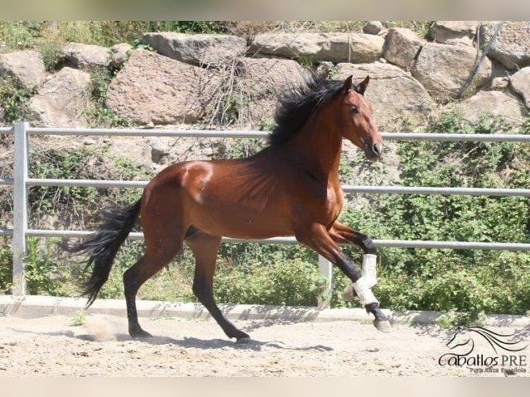 PRE Stallion 3 years 16,2 hh Brown in Barcelona