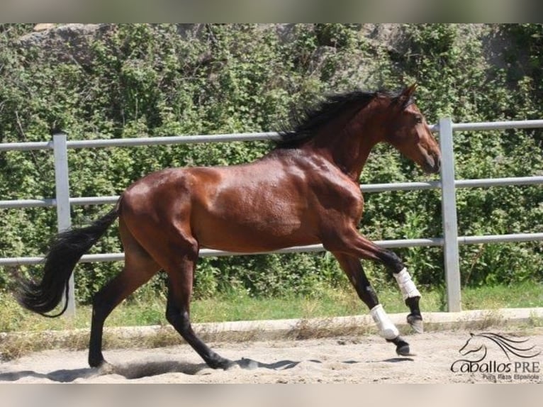 PRE Stallion 3 years 16,2 hh Brown in Barcelona