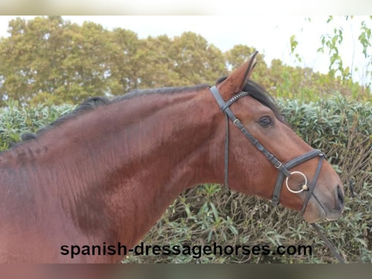 PRE Mix Stallion 3 years 16,2 hh Brown in Barcelona