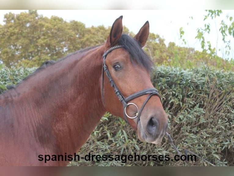 PRE Mix Stallion 3 years 16,2 hh Brown in Barcelona