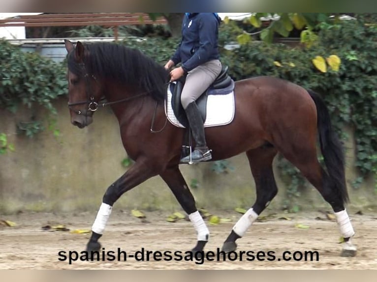 PRE Mix Stallion 3 years 16,2 hh Brown in Barcelona