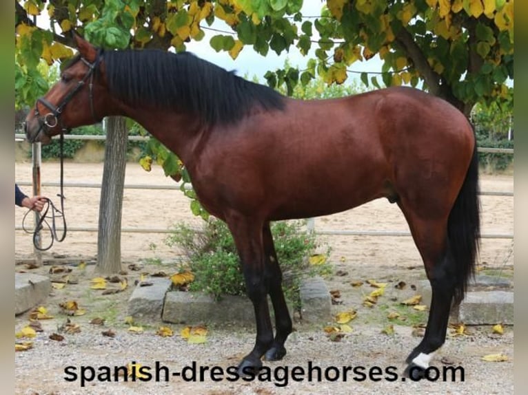 PRE Mix Stallion 3 years 16,2 hh Brown in Barcelona