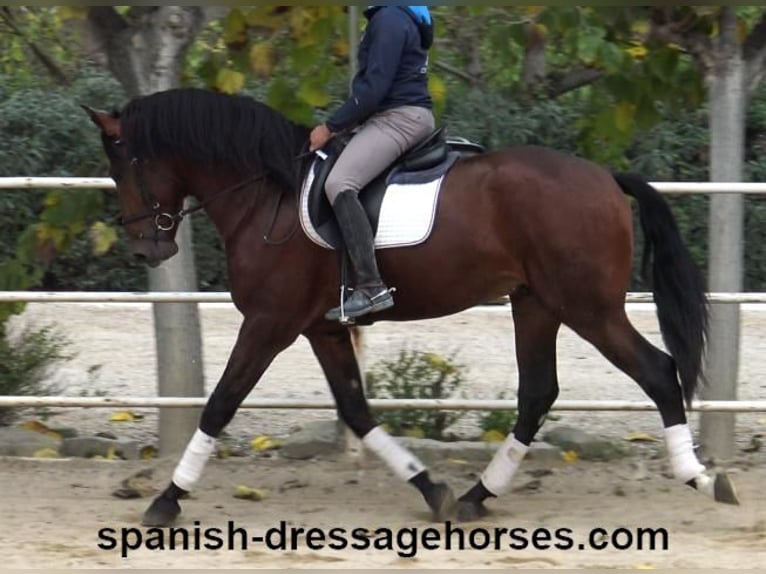 PRE Mix Stallion 3 years 16,2 hh Brown in Barcelona