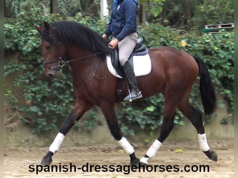 PRE Mix Stallion 3 years 16,2 hh Brown in Barcelona