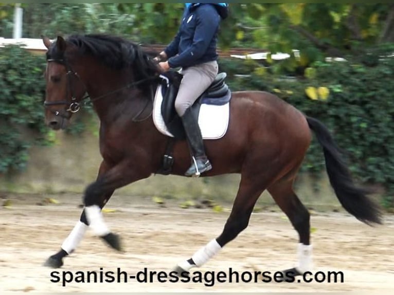 PRE Mix Stallion 3 years 16,2 hh Brown in Barcelona