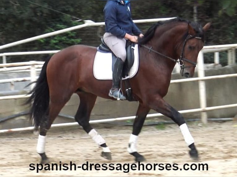 PRE Mix Stallion 3 years 16,2 hh Brown in Barcelona