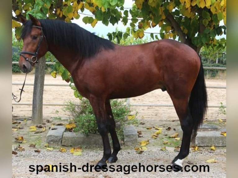 PRE Mix Stallion 3 years 16,2 hh Brown in Barcelona