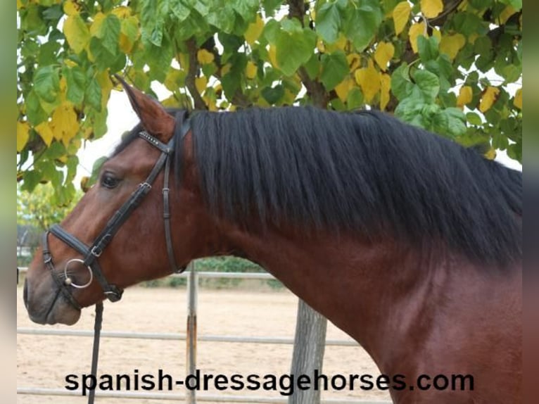 PRE Mix Stallion 3 years 16,2 hh Brown in Barcelona