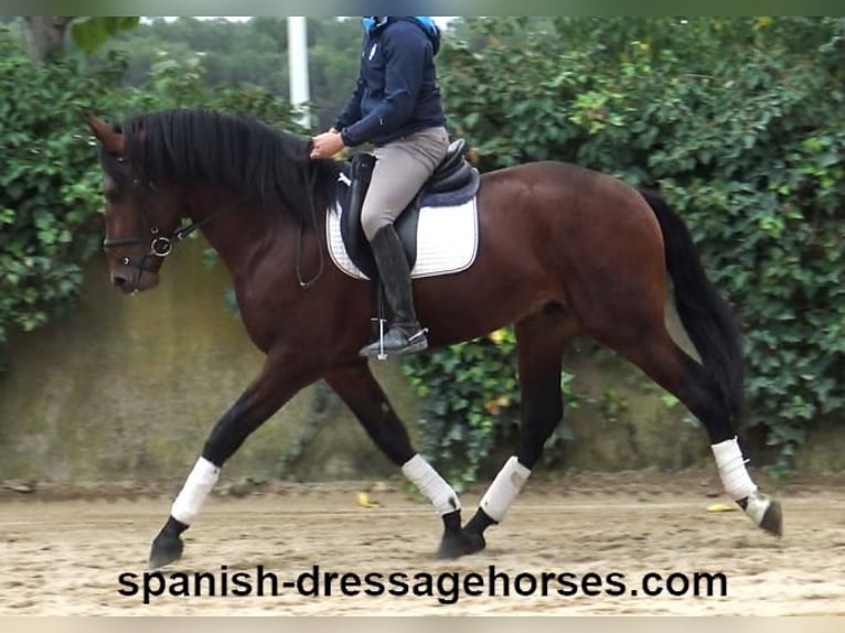 PRE Mix Stallion 3 years 16,2 hh Brown in Barcelona