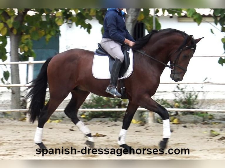 PRE Mix Stallion 3 years 16,2 hh Brown in Barcelona