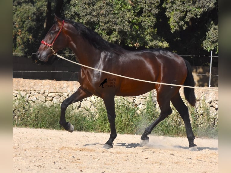 PRE Stallion 3 years 16,2 hh Brown in Menorca