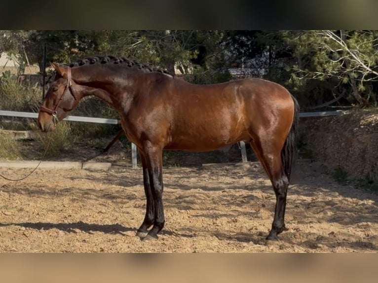 PRE Stallion 3 years 16.2 hh Brown in PedralbaPedralba