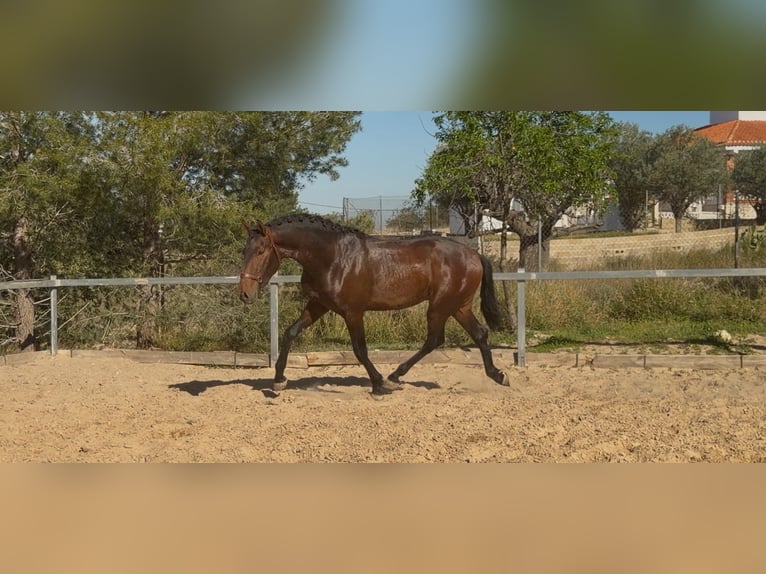 PRE Mix Stallion 3 years 16.2 hh Brown in Valencia