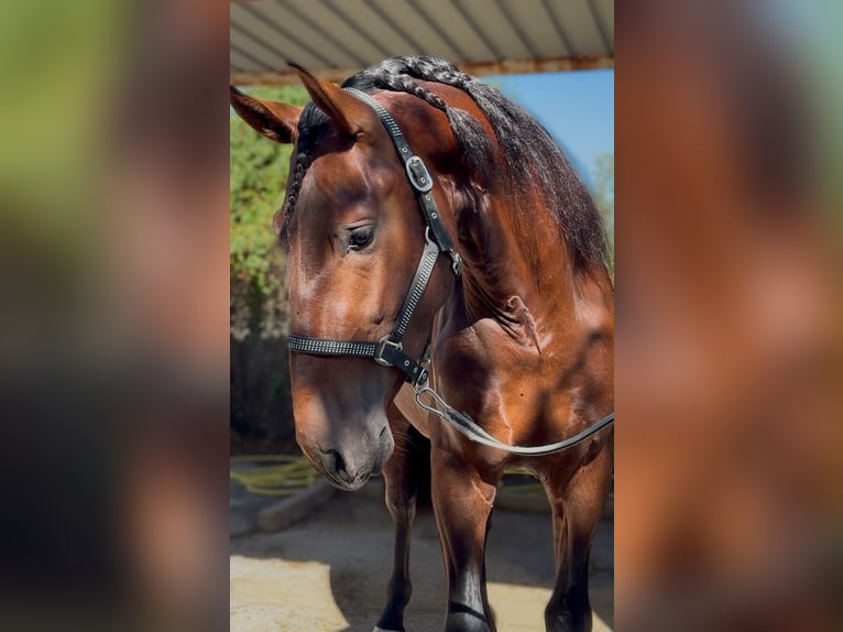 PRE Stallion 3 years 16.2 hh Brown in Valencia
