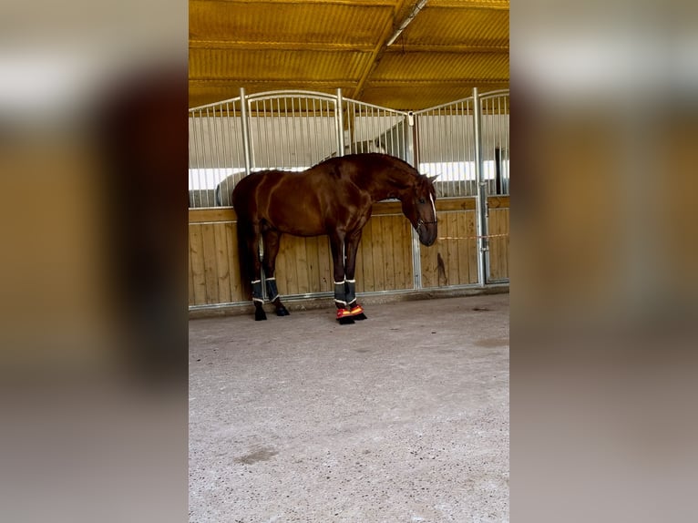 PRE Stallion 3 years 16,2 hh Chestnut-Red in Badajoz