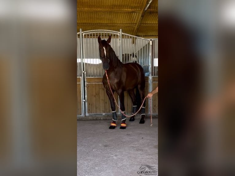 PRE Stallion 3 years 16,2 hh Chestnut-Red in Badajoz