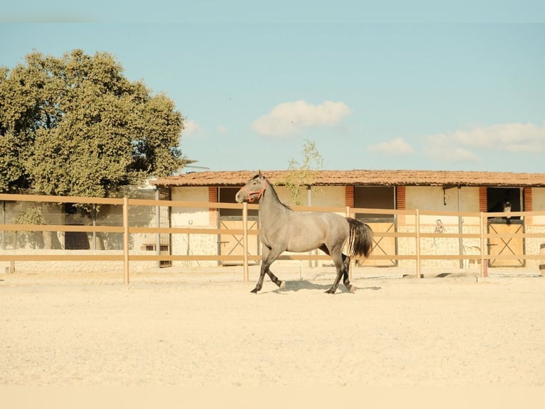 PRE Mix Stallion 3 years 16.2 hh  in San Pedro