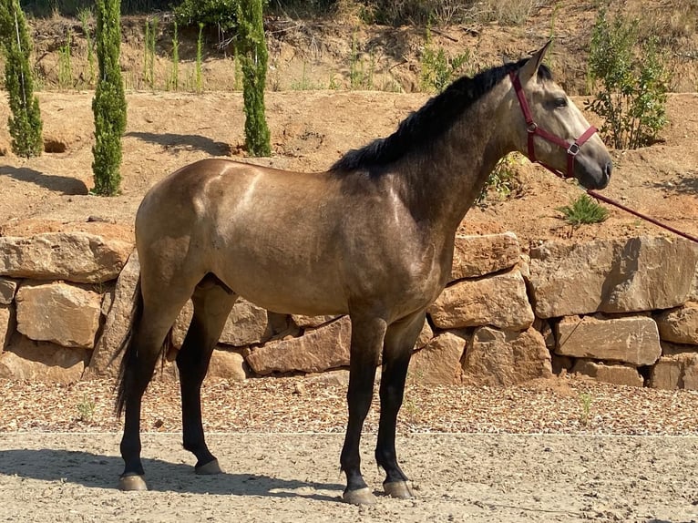 PRE Stallion 3 years 16.2 hh Dun in Argentona