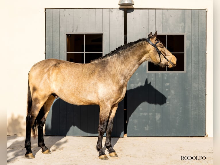 PRE Stallion 3 years 16.2 hh Dun in Argentona