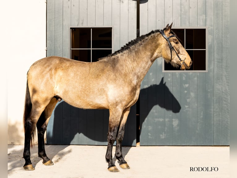 PRE Stallion 3 years 16.2 hh Dun in Argentona