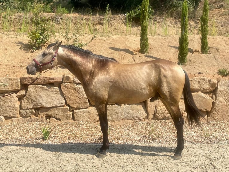 PRE Stallion 3 years 16.2 hh Dun in Argentona