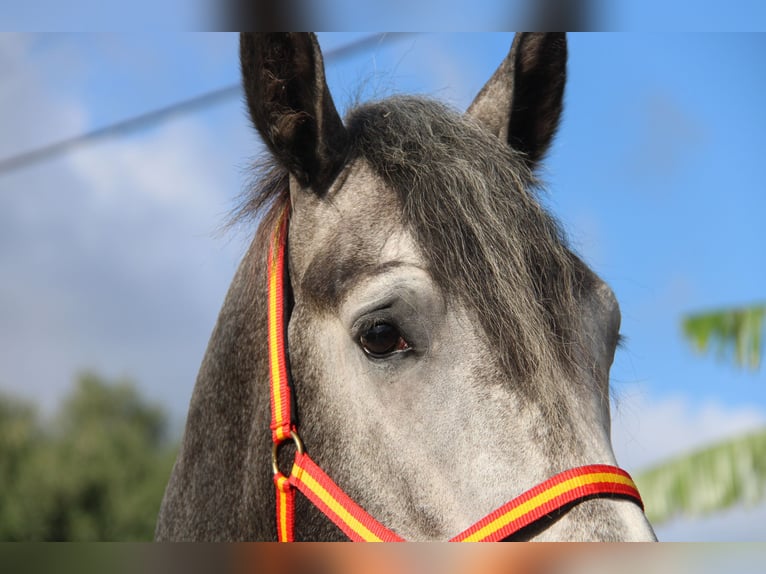 PRE Mix Stallion 3 years 16,2 hh Gray in Vejer de la Frontera