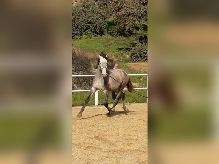 PRE Stallion 3 years 16,2 hh Gray in Cordoba