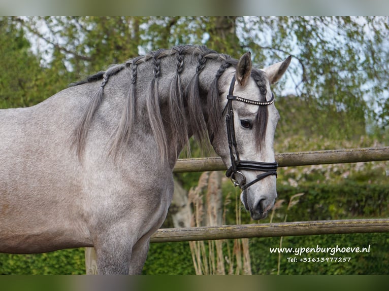 PRE Mix Stallion 3 years 16,2 hh Gray in Den Haag