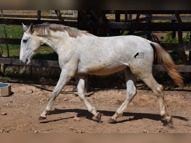 PRE Stallion 3 years 16,2 hh Gray in Mallorca