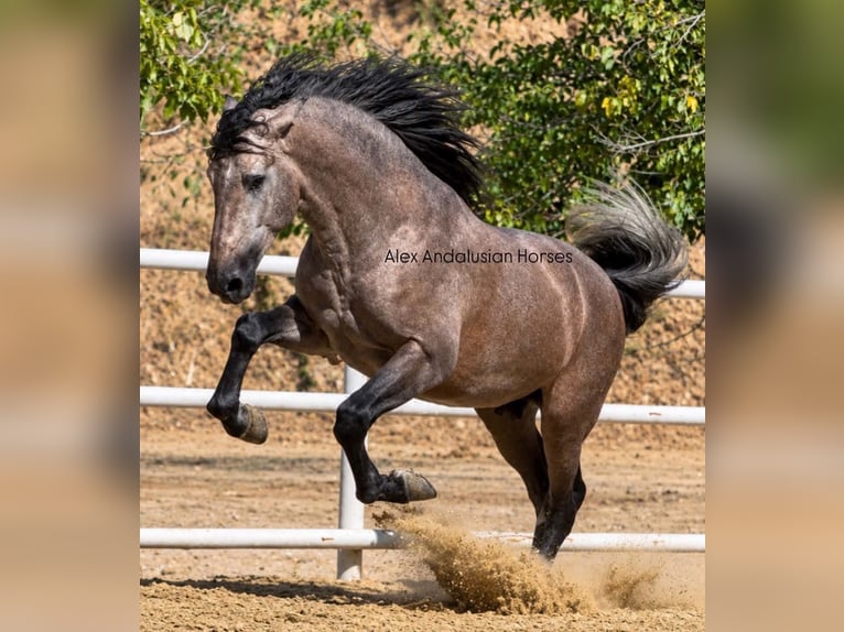 PRE Mix Stallion 3 years 16.2 hh Grey in Sevilla