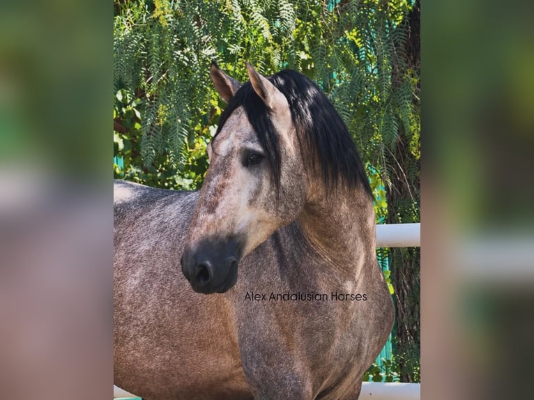 PRE Mix Stallion 3 years 16.2 hh Grey in Sevilla