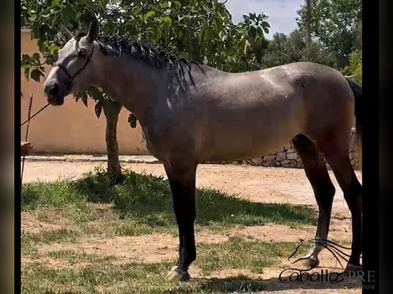 PRE Stallion 3 years 16,2 hh Grey in Mallorca