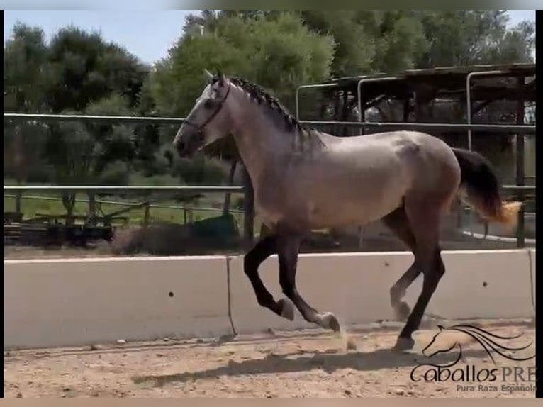 PRE Stallion 3 years 16,2 hh Grey in Mallorca