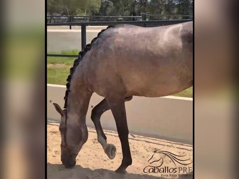 PRE Stallion 3 years 16,2 hh Grey in Mallorca