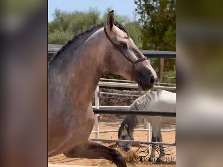 PRE Stallion 3 years 16,2 hh Grey in Mallorca