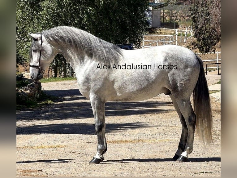 PRE Mix Stallion 3 years 16.2 hh Grey in Sevilla
