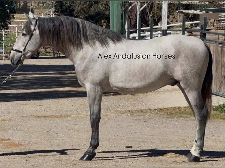PRE Mix Stallion 3 years 16.2 hh Grey in Sevilla