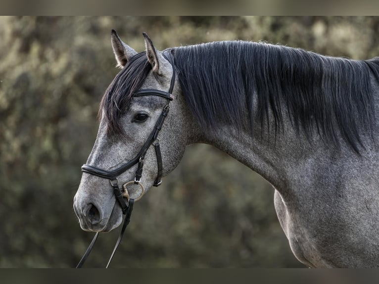 PRE Stallion 3 years 16.2 hh Grey in El Real De La Jara
