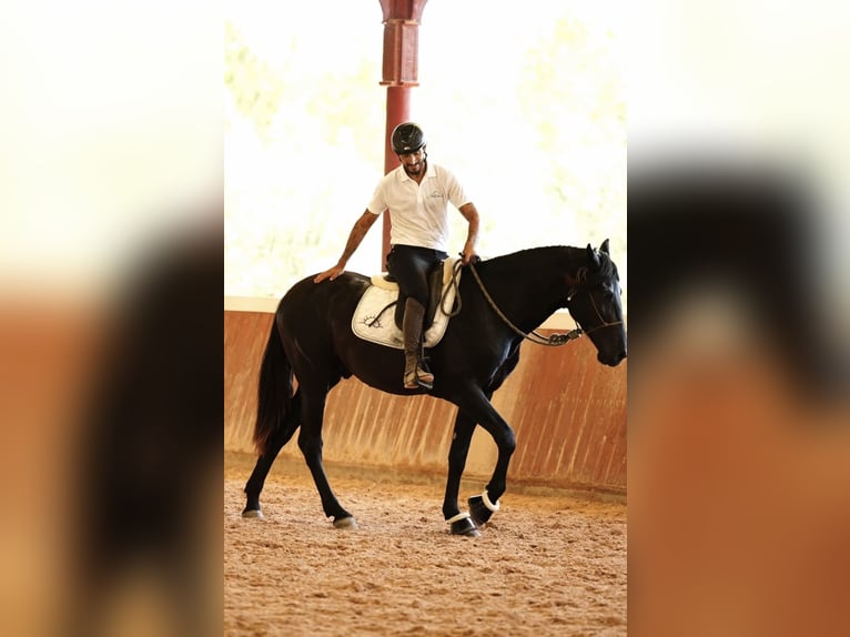 PRE Stallion 3 years 16,3 hh Black in El Catllar