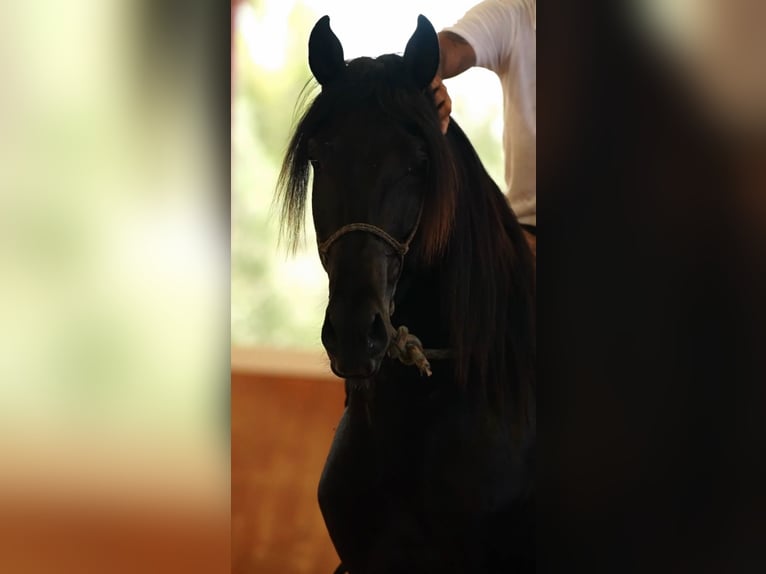 PRE Stallion 3 years 16,3 hh Black in El Catllar