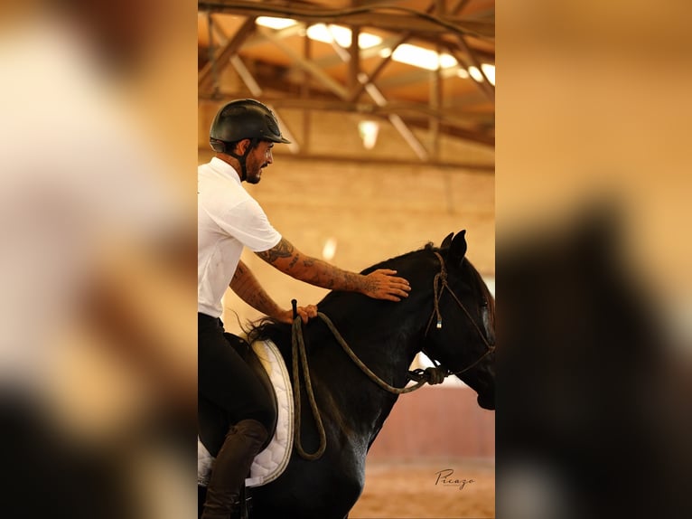 PRE Stallion 3 years 16,3 hh Black in El Catllar