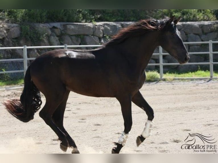 PRE Stallion 3 years 16,3 hh Black in Barcelona