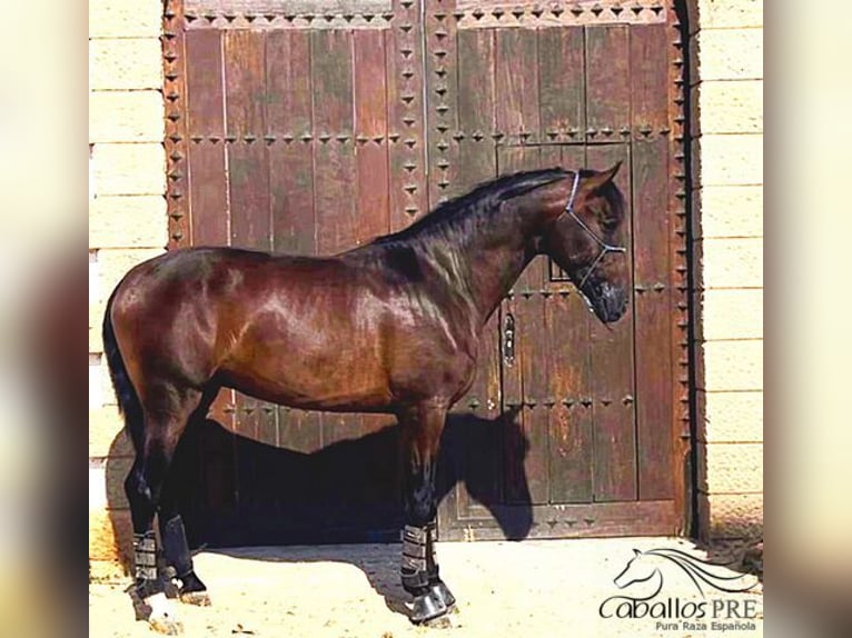 PRE Stallion 3 years 16,3 hh Brown in Murcia