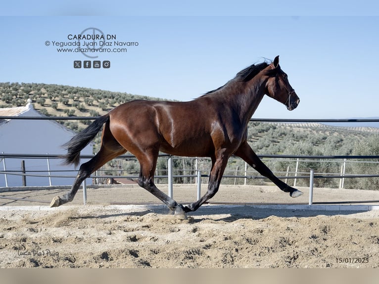 PRE Mix Stallion 3 years 16,3 hh Brown in Arjona