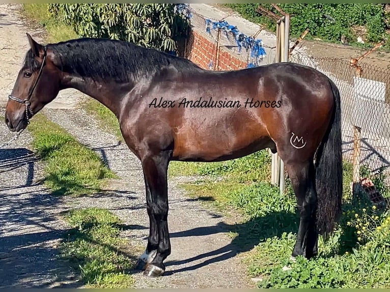 PRE Mix Stallion 3 years 16 hh in Sevilla