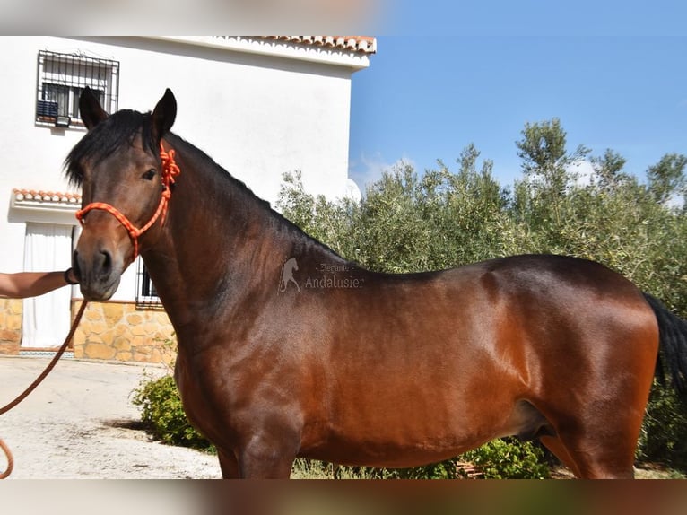 PRE Stallion 3 years 16 hh  in Provinz Granada