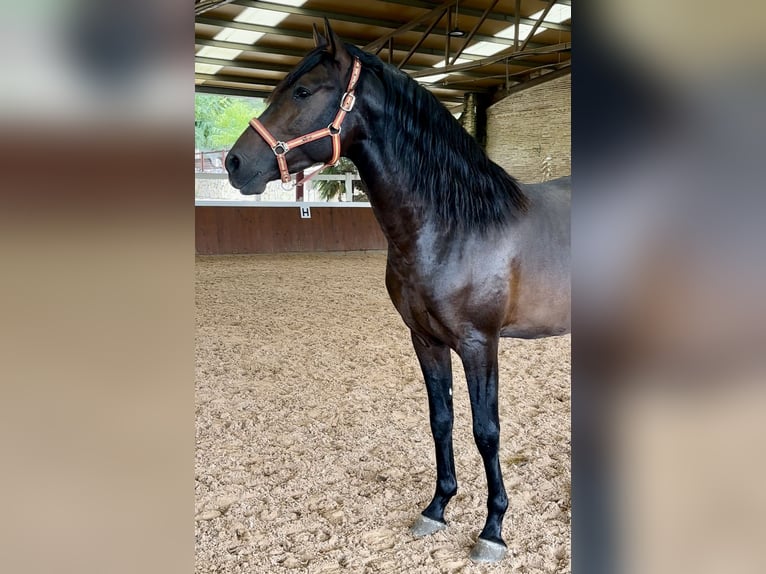 PRE Stallion 3 years 16 hh Bay-Dark in El Catllar