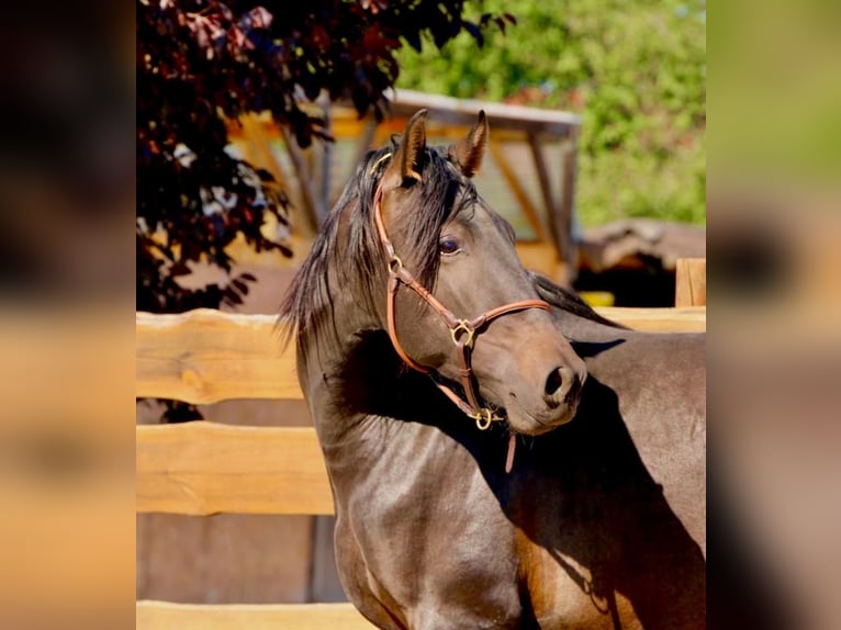 PRE Stallion 3 years 16 hh Bay-Dark in Polenz PRE Stallion 3 years 16 hh Bay-Dark in Polenz