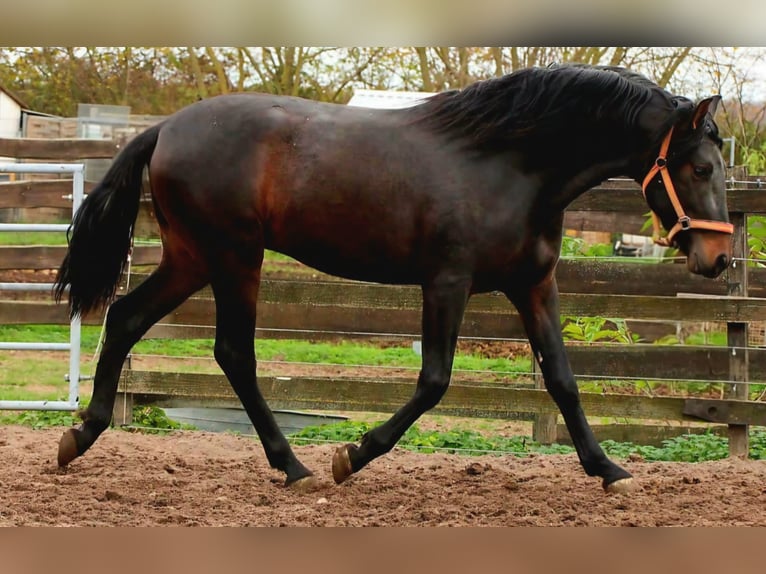 PRE Stallion 3 years 16 hh Bay-Dark in Polenz