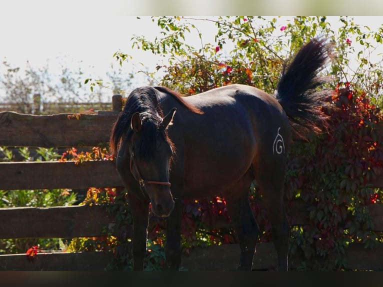 PRE Stallion 3 years 16 hh Bay-Dark in Polenz PRE Stallion 3 years 16 hh Bay-Dark in Polenz